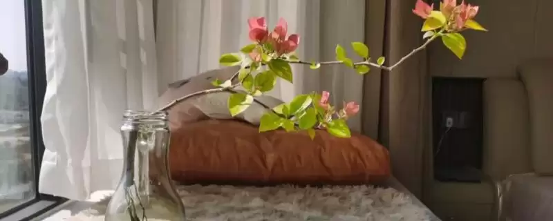 水培三角梅如何快速生根？水培三角梅促快速生根要掌握哪些实用技巧？-会东网