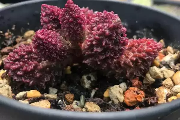 图片[6]-叶插朱紫玉的方法和重点？叶插朱紫玉要做好哪些细节？-会东网
