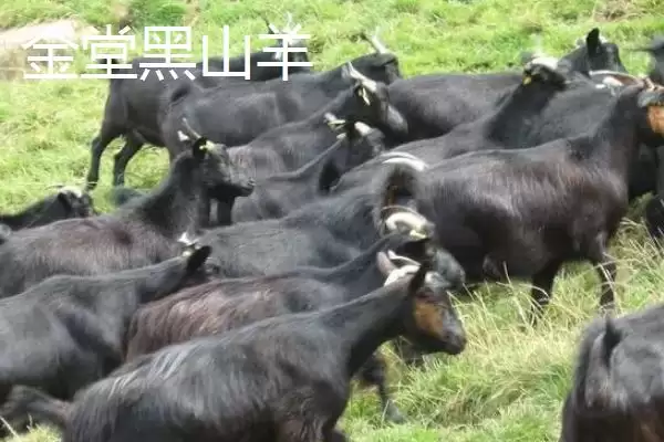 图片[6]-四川省金堂县的特产？认识四川省金堂县特产要了解哪些当地特色产品要点？-会东网