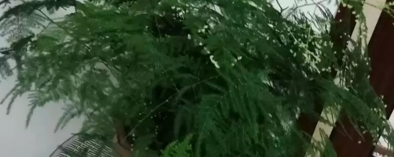 文竹摆放在哪里对风水好？确定文竹摆放位置考虑风水要了解哪些风水文化和植物特性要点？-会东网