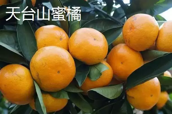 图片[5]-认识浙江台州特产的方法和重点？认识浙江台州特产要做好哪些细节？-会东网