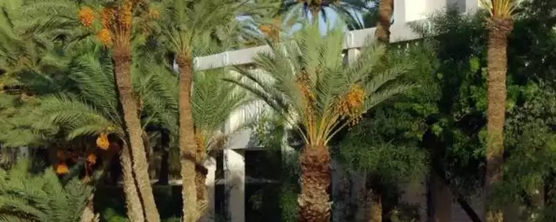 棕榈树种植的方法和要点？种植棕榈树要掌握哪些关键步骤？-会东网