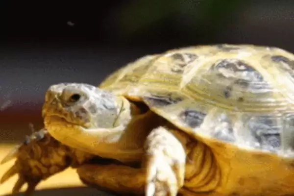 图片[2]-山瑞鳖简介？认识山瑞鳖要了解哪些关键的物种特性和生存信息？-会东网