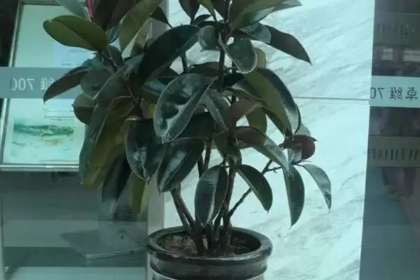 图片[7]-养橡皮树的方法和重点？养橡皮树要做好哪些细节？-会东网