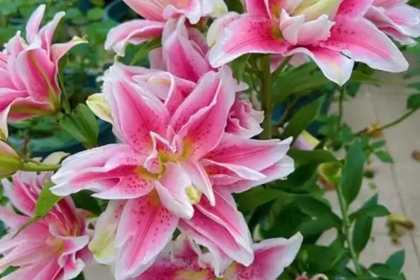 图片[3]-香水百合花期结束后养护的方法和要点？养护花期后香水百合需注意什么？-会东网