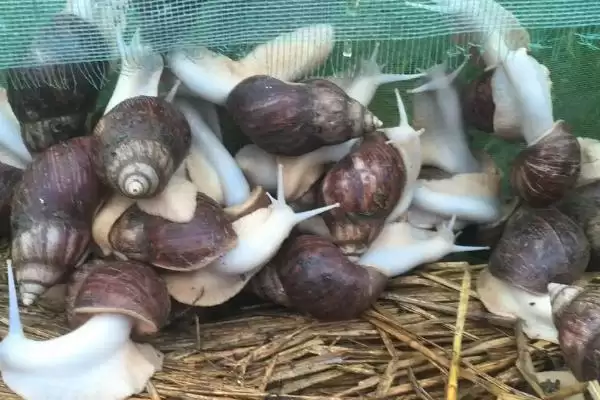图片[3]-提高蜗牛卵孵化率的方法和重点？提高蜗牛卵孵化率要做好哪些细节？-会东网