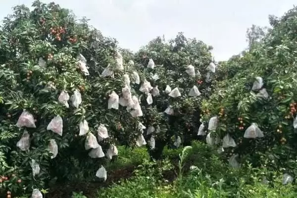 图片[2]-如何给荔枝套袋？给荔枝套袋要遵循哪些正确的套袋操作流程？-会东网