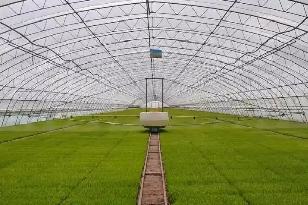 图片[4]-蔬菜春寒预防技巧？预防蔬菜遭受春寒要掌握哪些实用的预防方法？-会东网