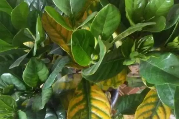 图片[8]-解决栀子花叶片萎蔫问题的方法和重点？解决栀子花叶片萎蔫问题要做好哪些细节？-会东网