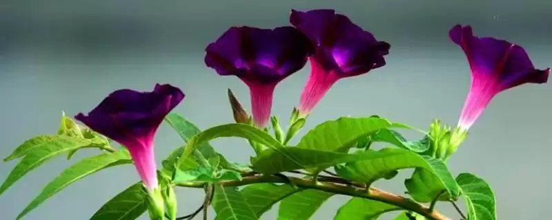 牵牛花特点揭秘：花朵颜色丰富的独特魅力-会东网