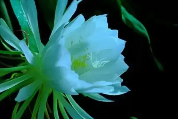 图片[2]-昙花长气根的原因？探究昙花长气根原因要考虑哪些生长环境和植物生理因素？-会东网