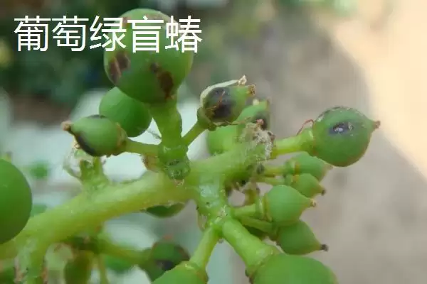 图片[2]-氯氰菊酯适合在什么时候打 ,氯氰菊酯防治不同虫害何时打-会东网