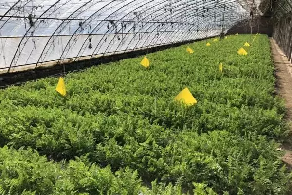 图片[3]-蔬菜春寒预防技巧？预防蔬菜遭受春寒要掌握哪些实用的预防方法？-会东网