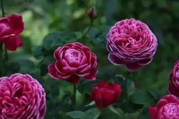 图片[4]-掌握月季花浇水方法的方法和重点？掌握月季花浇水方法要做好哪些细节？-会东网