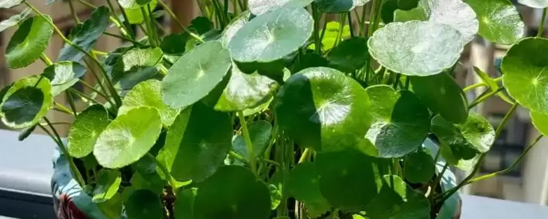 铜钱草的肥料怎么制做？制作铜钱草肥料要掌握哪些正确的原料配比和制作方法？-会东网