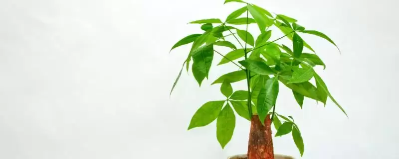 养小型发财树的方法和重点？养小型发财树要做好哪些细节？-会东网
