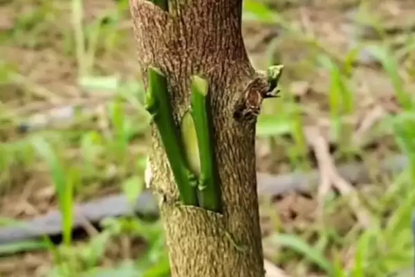 图片[7]-种植柚子树的方法和重点？种植柚子树要做好哪些细节？-会东网