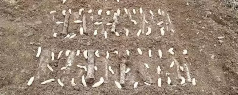 天麻生长在什么地方？了解天麻生长地要知晓哪些关键的地理环境和分布要点？-会东网