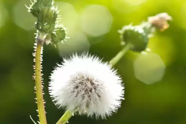 图片[8]-蒲公英形态特征揭秘：株型较高草本植物的独特之处-会东网