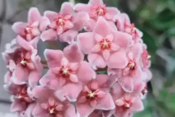 图片[11]-苏奈球兰的味道好不好闻？了解苏奈球兰味道要考虑哪些花香特性和个人喜好因素？-会东网