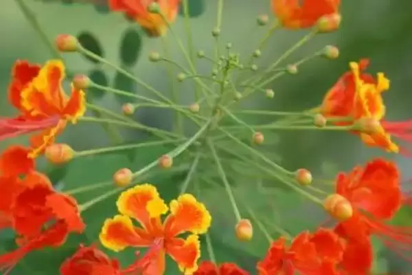 图片[3]-金凤花的繁殖方法 ,金凤花在什么时间繁殖为佳-会东网