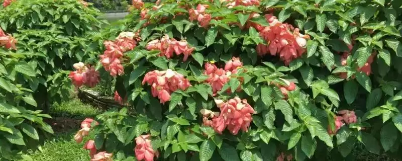 养殖粉叶金花的方法和重点？养殖粉叶金花要做好哪些细节？-会东网