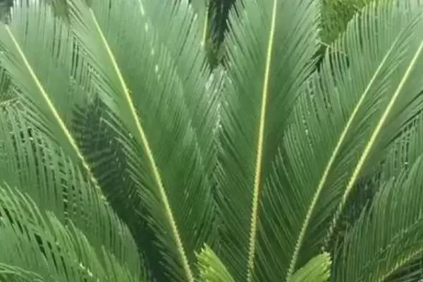 图片[4]-铁树能不能放在大门口两边？判断铁树摆放位置要考虑哪些风水和养护因素？-会东网