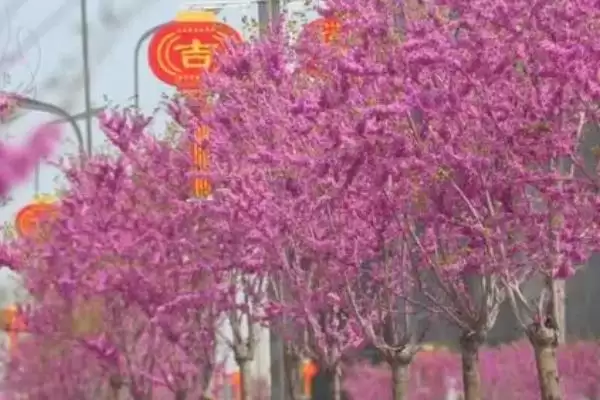 图片[4]-种植前景好的苗木种类和要点？种植苗木选种需关注哪些品种？-会东网