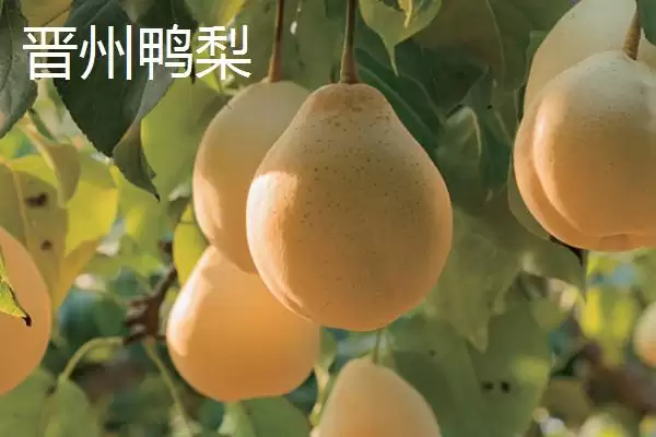 图片[4]-探寻鸭梨产地的方法和重点？探寻鸭梨产地要做好哪些细节？(2)-会东网
