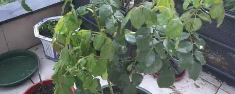 探寻月季花叶子卷曲萎了原因的方法和重点？探寻月季花叶子卷曲萎了原因要做好哪些细节？-会东网