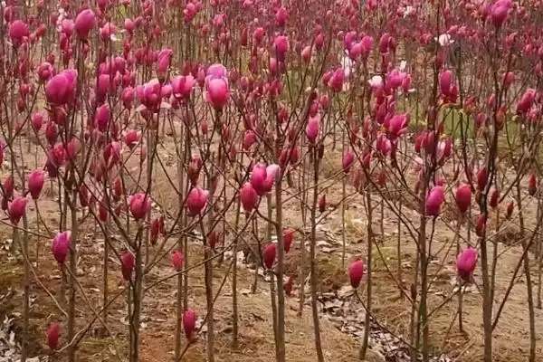 图片[2]-种植玉兰的方法和重点？种植玉兰要做好哪些细节？-会东网
