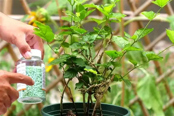 图片[4]-茉莉花茶的产地主要有哪些地方呢 ,茉莉花茶主要产地有福州、元江、横县等-会东网