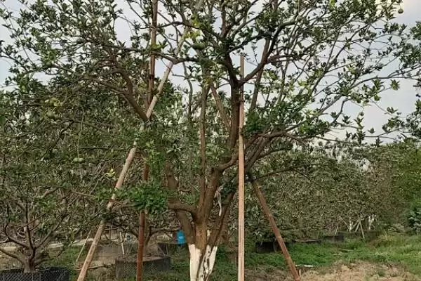 图片[9]-香橼果苗价格的波动和要点？了解香橼果苗价格需关注哪些市场因素？-会东网