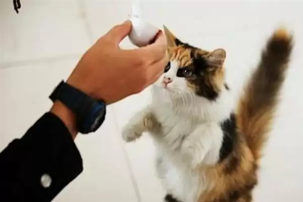 图片[5]-让猫咪变得粘人的方法？培养猫咪粘人习性要掌握哪些有效的互动和饲养方法？-会东网