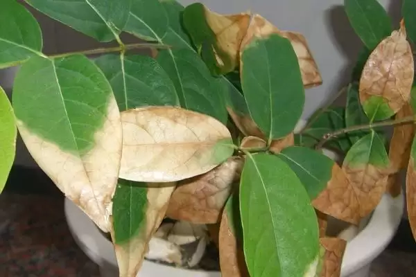 图片[7]-腊梅树的移栽时间 ,腊梅树冬春季移栽有何优势？-会东网