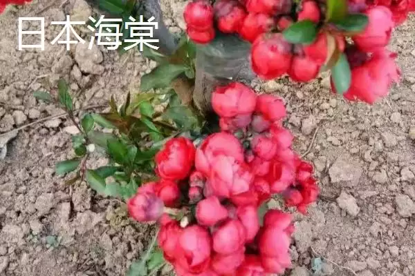 图片[6]-海棠树购买指南：山东、江西等省苗木市场有惊喜！-会东网