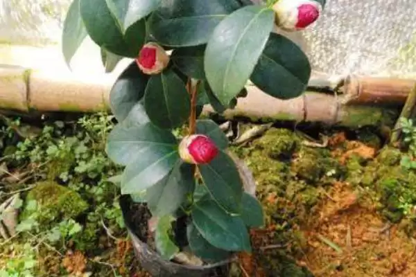 图片[3]-夏季能否将茶花放在太阳下的要点和判断？判断夏季茶花光照需注意什么？-会东网