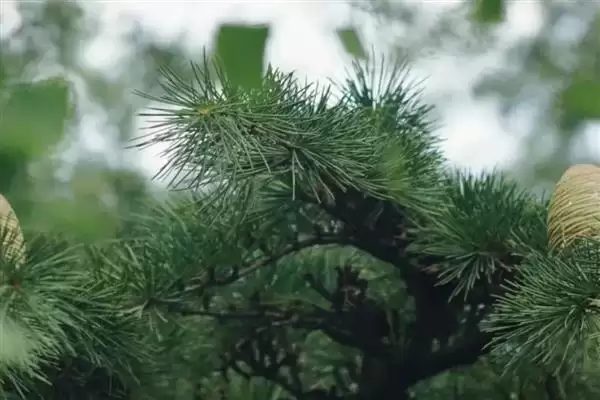 图片[2]-了解雪松生活环境的方法和重点？了解雪松生活环境要做好哪些细节？-会东网