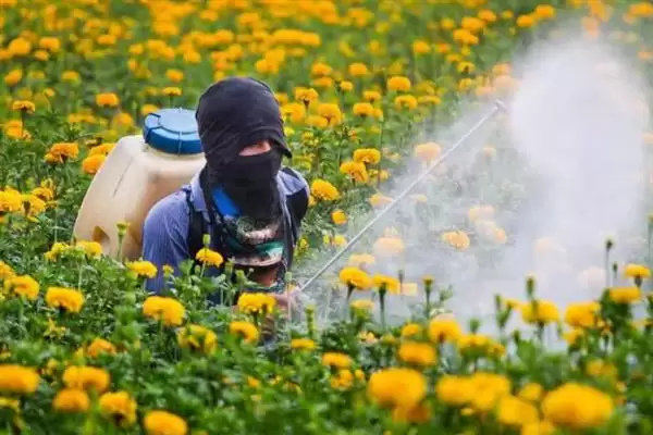 图片[6]-如何防治菊花黑斑病？养护菊花防治黑斑病要采用哪些防治方法？-会东网
