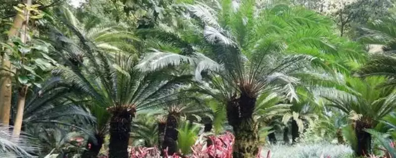 铁树的种类？认识铁树种类要了解哪些关键的品种分类和形态特性要点？-会东网