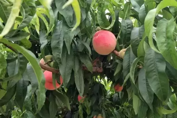 图片[3]-水蜜桃的种植环境？种植水蜜桃要了解哪些适宜的生长环境和条件？-会东网