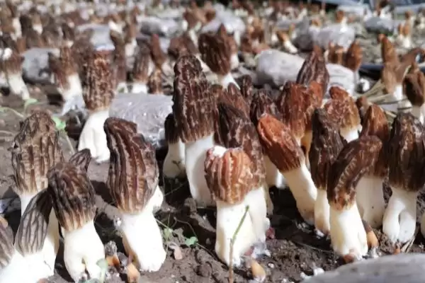 图片[2]-种植一亩羊肚菌纯利润的计算和要点？种植羊肚菌收益需关注什么？-会东网