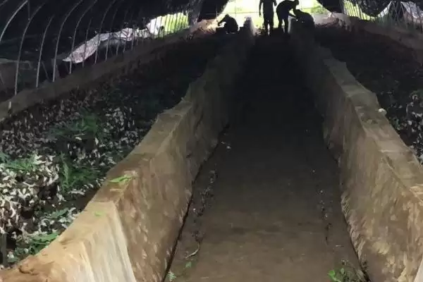图片[3]-蜗牛的养殖模式？认识蜗牛养殖模式要了解哪些关键的养殖方式和管理要点？-会东网