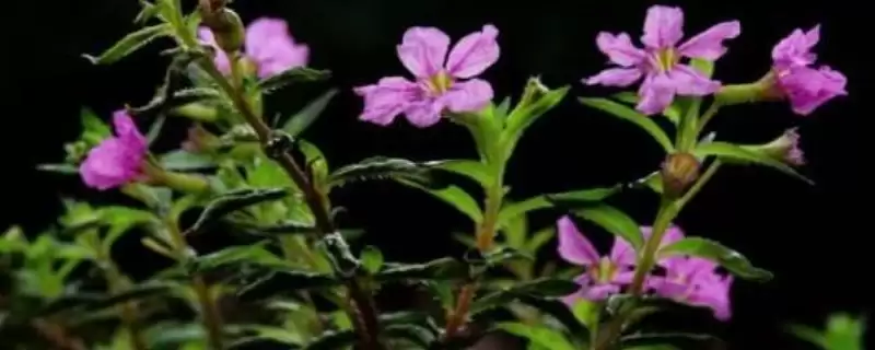 探寻雪茄花叶片干枯原因的方法和重点？探寻雪茄花叶片干枯原因要做好哪些细节？-会东网