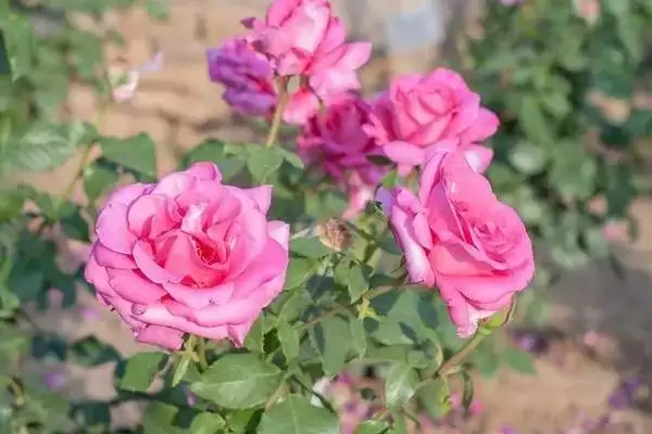 图片[4]-解决月季花卷叶问题的方法和重点？解决月季花卷叶问题要做好哪些细节？-会东网