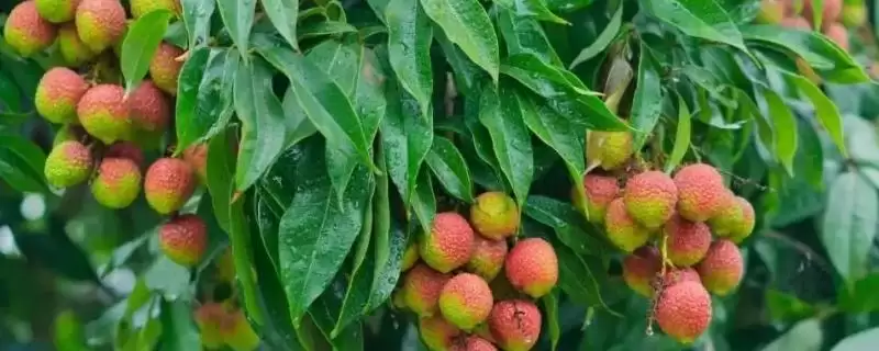 荔枝幼果期的管理方法 ,荔枝花期和膨大期管理重要吗？-会东网