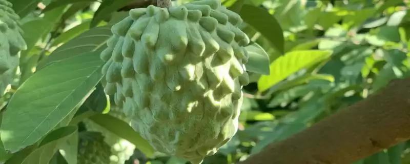 释迦果与番荔枝有什么区别?区分释迦果与番荔枝要关注哪些关键差异?-会东网