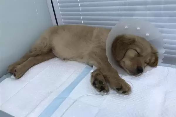 图片[3]-犬瘟热病毒感染源揭秘：病犬和带毒犬的传播风险-会东网