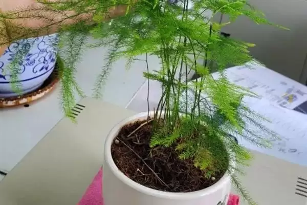 图片[5]-文竹的品种？了解文竹品种要知晓哪些关键的品种分类和植物形态差异要点？-会东网