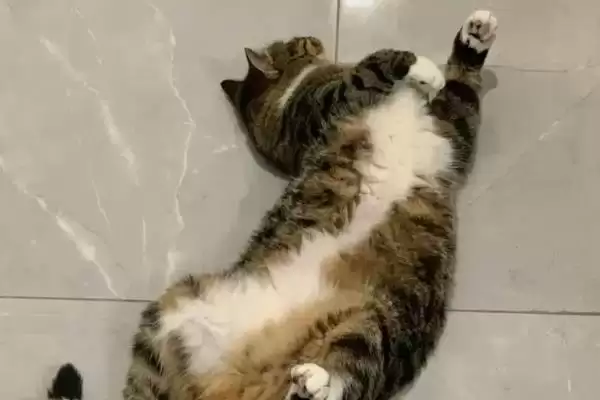图片[10]-什么是猫艾滋？了解猫艾滋要知晓哪些关键的疾病特性和传播方式？-会东网